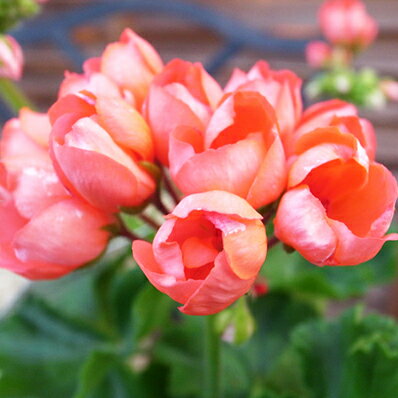 ゼラニューム レッドパンドラ 5号サイズ 鉢植え ゼラニウム 販売 通販 チューリップ咲きのサムネイル