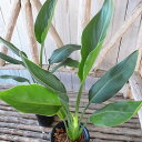 ストレリチア レギネ 4号サイズ 鉢植え 観葉植物 室内 高さ40cmセンチ