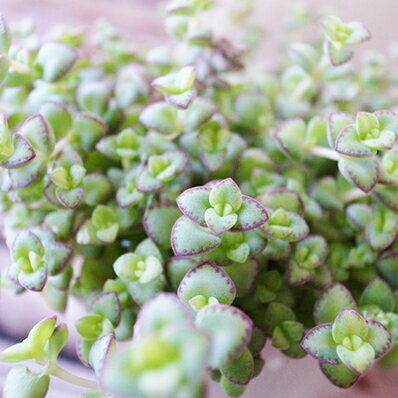 セダム リトルフロッジー 苗 乾燥気味を好む植物で多肉植物の寄せ植えに最適 タニクショクブツのサムネイル