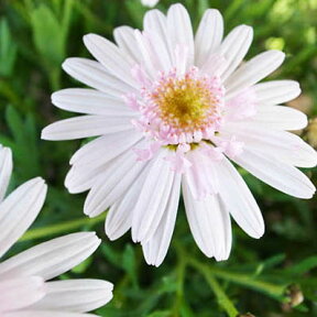 たんぽぽ咲きマーガレット ぽぽたん スイートピンク苗 咲き始め淡いピンクからホワイトに変化する花