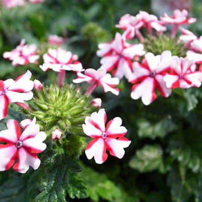宿根バーベナ ラナイ キャンディーケーン苗 シンジェンタのバーベナの中でも大輪 複色咲き 花芽付のサムネイル