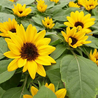 ひまわり 苗 ミニヒマワリ グッドスマイル 苗 ひまわり ガーデニング 花芽付 イエローのサムネイル