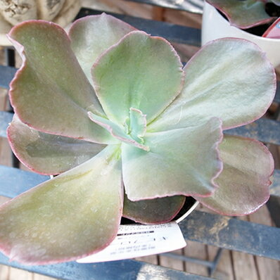 多肉植物 ギビフローラ 3.5号鉢 エケベリア ギビフローラ タニクショクブツのサムネイル