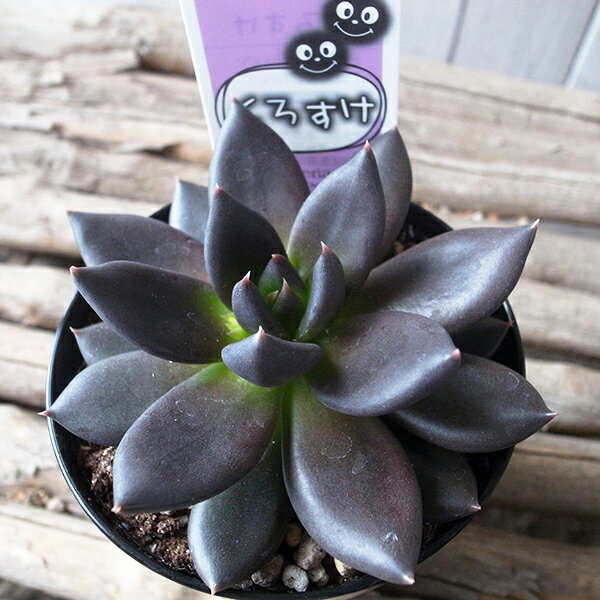 多肉植物 ブラックプリンス くろすけ 3.5号鉢 エケベリア ブラックプリンス くろすけ タニクショクブツのサムネイル