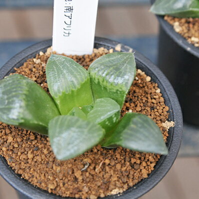 多肉植物 ハオルチア レツーサ寿 Haworthia retusa タニクショクブツ 販売 通販 多肉女子