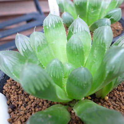 多肉植物 ハオルチア オブツーサ Haworthia obtusa タニクショクブツ 販売 通販 多肉女子