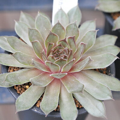 多肉植物 センペルビウム ダイナモ Sempervium Dynamo タニクショクブツ 販売 通販 多肉女子のサムネイル