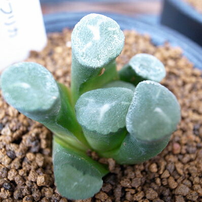 多肉植物 ハオルチア 万象 Haworthia maughanii タニクショクブツ 販売 通販 多肉女子 送料無料