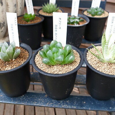 多肉植物 ハオルチア 3株セット タニクショクブツ Haworthia 販売 通販 多肉女子