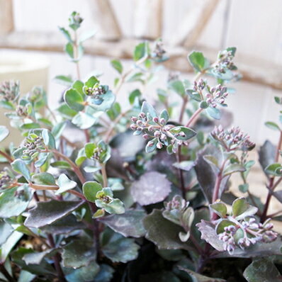 カラスバミセバヤ 苗 花芽つけ始めた楽しみなカラスバミセバヤ 楽天のサムネイル