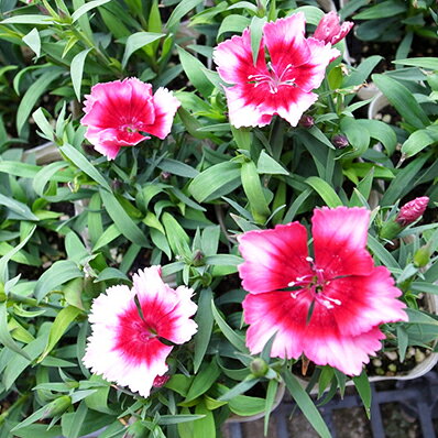 ダイアンサス ラズベリーパフェ 苗 3株セット 多年草 宿根草で毎年楽しめる花 楽天のサムネイル