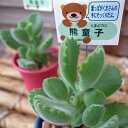 多肉植物 熊童子コチレドン2.5号鉢 タニクショクブツ 楽天