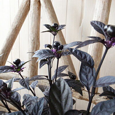 唐辛子 トウガラシ ブラックパール 3.5号苗 多年草 葉っぱも果実も黒に近い紫色の美しい植物 楽天
