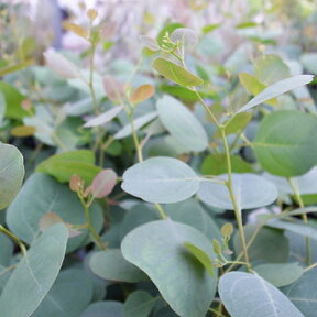 ユーカリ ポプルネア ポポラス 苗 ハート形の葉が特徴 シンボルツリーに最適 グリーン 楽天