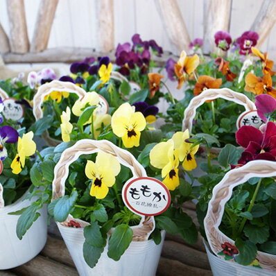 ビオラももかシリーズ 大苗 3株セット ムラカミシード 春先まで草姿が乱れにくい人気ビオラ 苗 【ビオラ苗】楽天のサムネイル