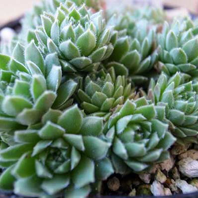 紅葉センペルビウム ペキニーズ 3号 多肉植物 タニクショクブツ インテリア 観葉植物のサムネイル