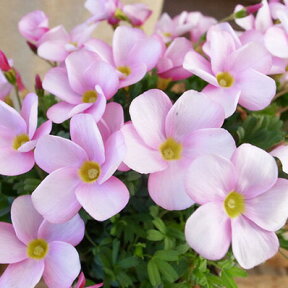 オキザリス ラブハピネス ソフトピンク 苗 桃色の花 植物 花芽付