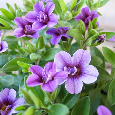 カリブラコア ティフォシー ダブル ラベンダー 紫 3.5号苗 花芽付 植物 販売 ガーデン ガーデニング パープル ペチュニア 八重咲き