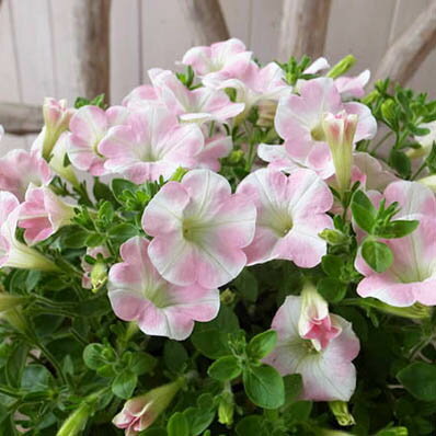 サフィニア ももいろハート 5号鉢 ピンク ホワイト サントリー開発の花弁中央にももいろの星形が入る珍しい花色
