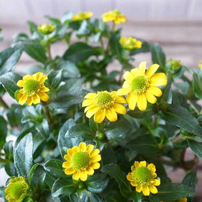 サンビタリア サン！サン！サン！3.5号苗 多年草 従来品種よりも小葉で乾燥にも強いイエローの花のサムネイル