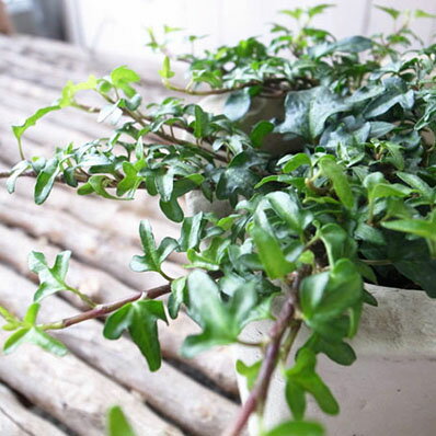 世界最小の小葉アイビー ヘデラ スペチュリー苗 3号サイズ 室内観葉 観葉植物 リーフのサムネイル