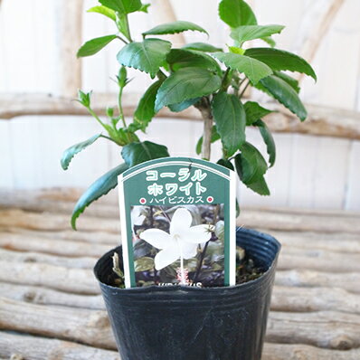 ハイビスカス ホワイト苗 3号サイズのポット 夏 花 日光が大好き ハワイのサムネイル