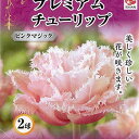 プレミアム チューリップ ピンクマジック2球 ちゅーりっぷ 球根 八重フリンジ咲き