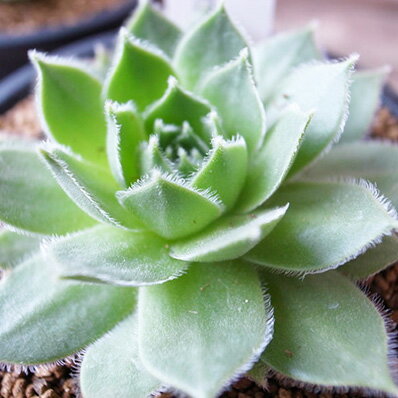 多肉植物 センペルビウム ラウンドロビン タニクショクブツ 2.5号サイズの鉢植えのサムネイル