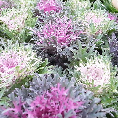 ハボタン アンサンブル 3株セット 葉牡丹 苗 正月 寄せ植え 細かな切れ葉が魅力 販売 植物のサムネイル