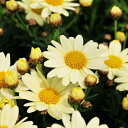 マーガレット ムーンライト 3号 花芽付 ポット苗 宿根草 色鮮やかなクリーム イエローの花色