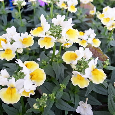 宿根ネメシア レモンスカッシュ 花芽付 ポット苗 イエロー ホワイト 花色 耐寒性多年草のサムネイル