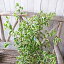 ベンジャミン 観葉植物 シタシオン 斑入り 5号サイズ 鉢植え 高さ50cm【ラッキーシール対応】