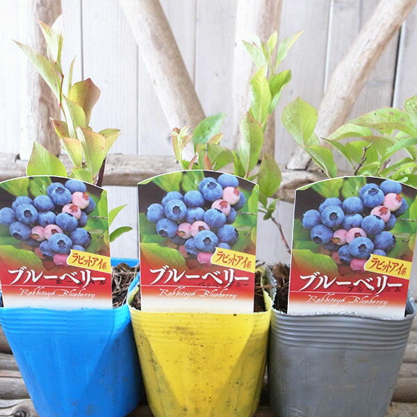 ラビットアイ系 ブルーベリー 苗木 3株セット ベッキーブルー ブルージェム ホームベルの3種類のサムネイル