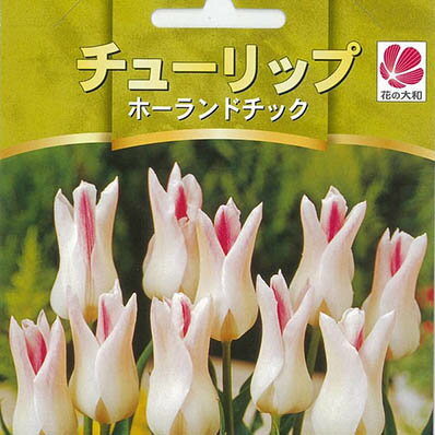 チューリップ 球根 人気チューリップ ホーランドチック 5球セットのサムネイル