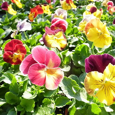 パンジー 苗 プティシャトンバイカラー4株 NEW カラー 鮮度優先、生産農家、朝取り BLACK FRIDAY ブラックフライデーのサムネイル