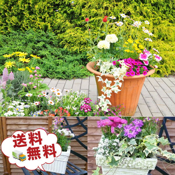 観葉植物 福袋 季節の花苗またはミニ観葉植物5株セット 送料無料で他との同一梱包可 誕生日プレゼント ...