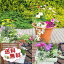 観葉植物 福袋 季節の花苗またはミニ観葉植物5株セット 送料無料で他との同一梱包可 誕生日プレゼント観葉植物 寄せ…