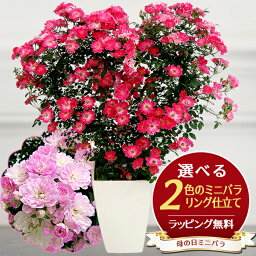 母の日にプレゼントしたいミニバラの鉢植え10選 花屋監修 くまのお花屋さん
