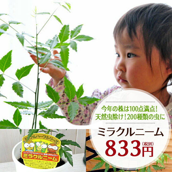 植物についての3個の注意点 ニーム ミラクルニーム 虫除け ニームの木 鉢植え ミラクルハーブ 蚊よけ植物 蚊除け 防虫 害虫 有機栽培にこだわる観葉植物 ギフト プレゼント