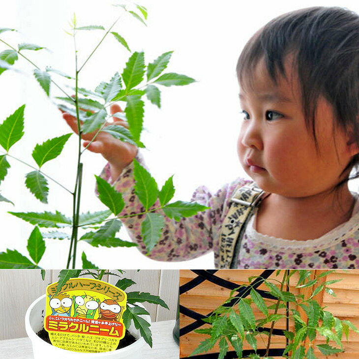 楽天市場 ニーム ミラクルニーム 虫除け ニームの木 鉢植え ミラクルハーブ 蚊よけ植物 蚊除け 防虫 害虫 有機栽培にこだわる観葉植物 ギフト プレゼント 母の日 花 ガーデニング岐阜緑園 みんなのレビュー 口コミ 楽天市場 ニーム ミラクルニーム 虫除け ニームの木 鉢植え ミラクルハーブ 蚊よけ植物 蚊除け 防虫 害虫 有機栽培にこだわる観葉植物 ギフト プレゼント 母の日 花 ガーデニング岐阜緑園 みんなのレビュー 口コミ