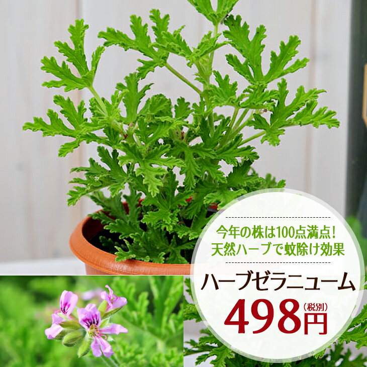 虫除け 蚊よけ ハーブゼラニウム 鉢植え ハーブゼラニューム　ハーブ　ゼラニューム 苗 ゼラニウム 苗 ピンクの花 ガーデン