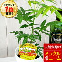 【4月17日より発送】ニーム ミラクルニーム 虫除け ニームの木 鉢植え ミラクルハーブ 蚊よけ植物 蚊除け 防虫 害虫 …