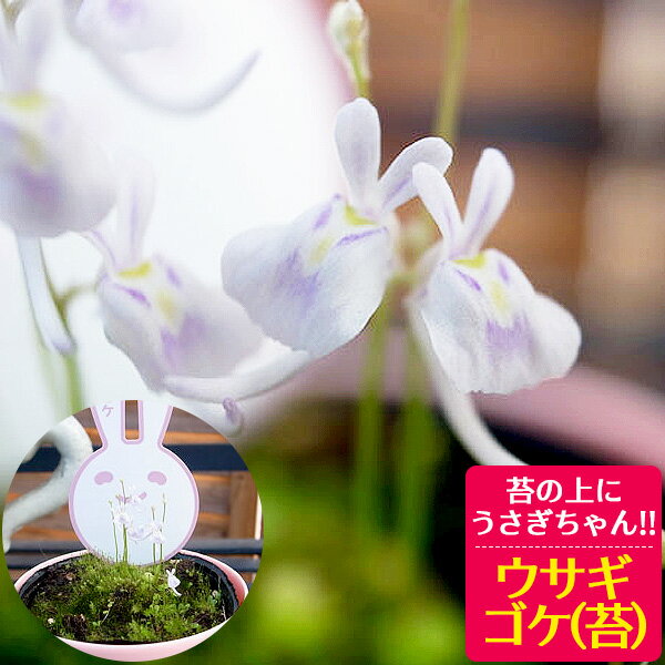 ウサギゴケ うさぎ苔 うさぎ こけ 苔 コケ ウサギコケ 食虫植物 ホワイト 白花