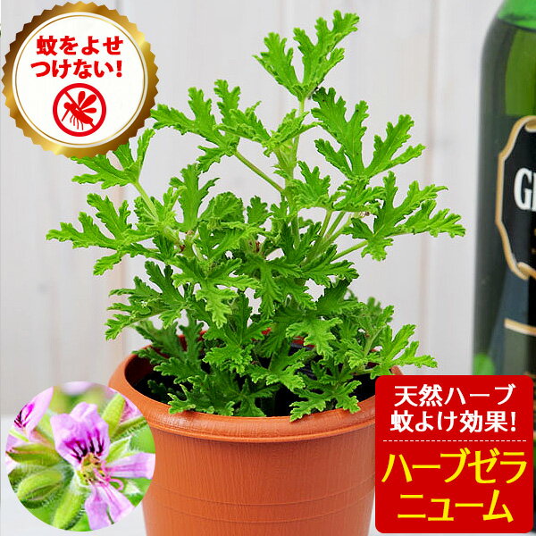 植物で虫対策！虫よけ効果の高いハーブのおすすめは？