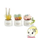 【2/1限定エントリーで当店全品最大P7倍】キシマ Eclia エクリア 消臭アーティフィシャルグリーン 3個セット KH-61188【KK9N0D18P】(3)