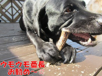 メール便可！北海道産 犬のおやつ　鹿の角　1本　無添加天然　エゾ鹿のツノ でストレス解消！先端 ・半割り★小中サイズ★メール便可 【RCP】