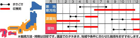 野菜種葉物葉からし菜
