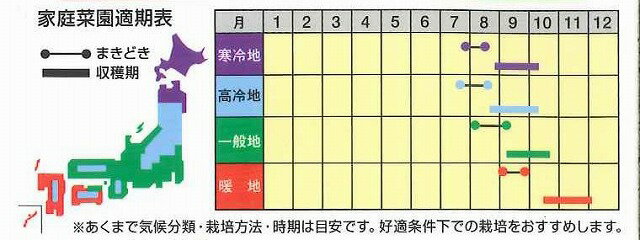 野菜種カブもものすけ１mlナント種苗
