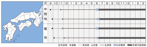 たまねぎケルたま　20mlタキイ交配