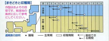 からしなコーラルリーフフェザー　20ml　タキイ種苗